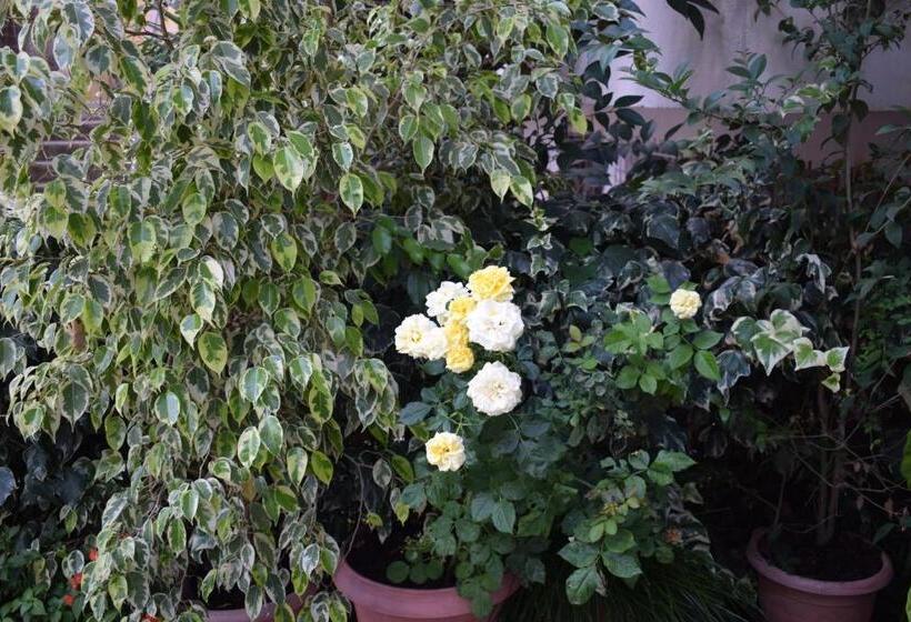 پانسیون Elena