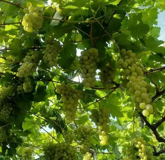 پانسیون Guest House Ucha