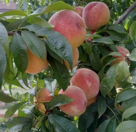 پانسیون Guest House Ucha