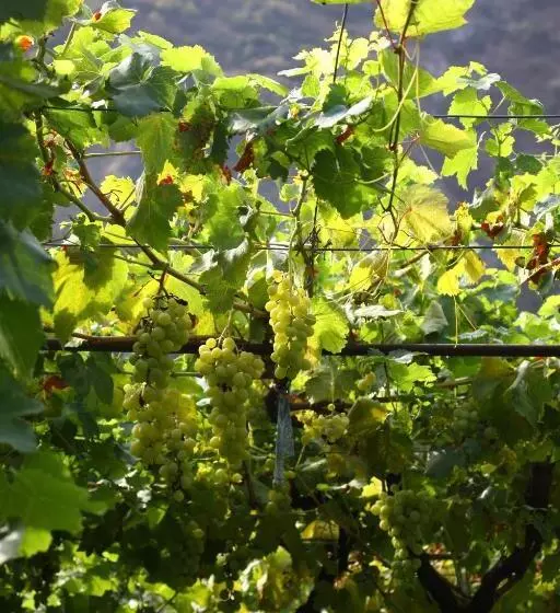 پانسیون Guest House Ucha