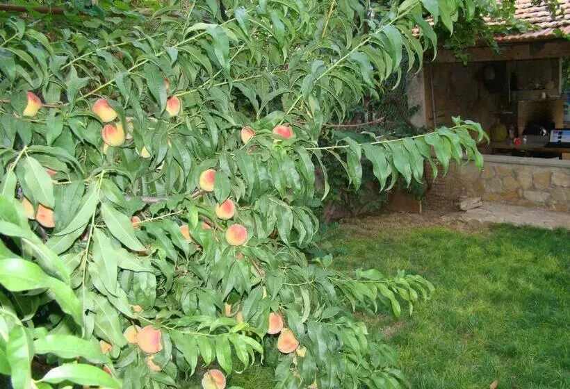 پانسیون Guest House Ucha