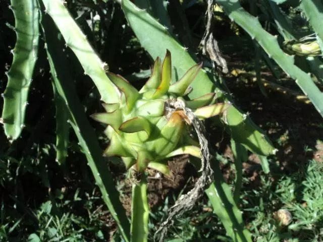 Retkeilymaja Posada Rural Oasis