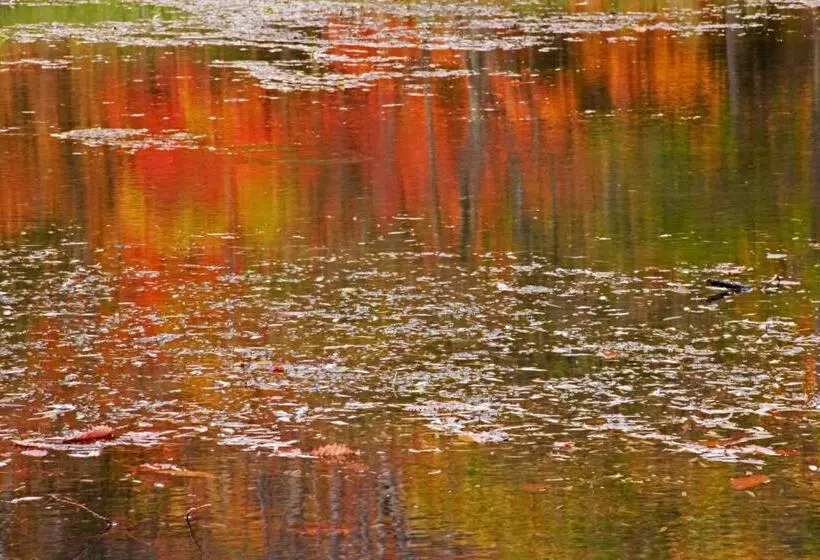 ユースホステル Country Inn Mori No Gorilla