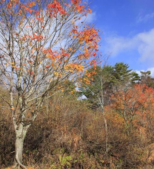 הוסטל Country Inn Mori No Gorilla