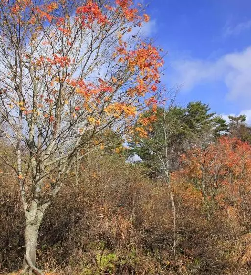 ユースホステル Country Inn Mori No Gorilla