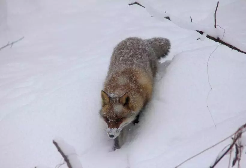 ユースホステル Country Inn Mori No Gorilla