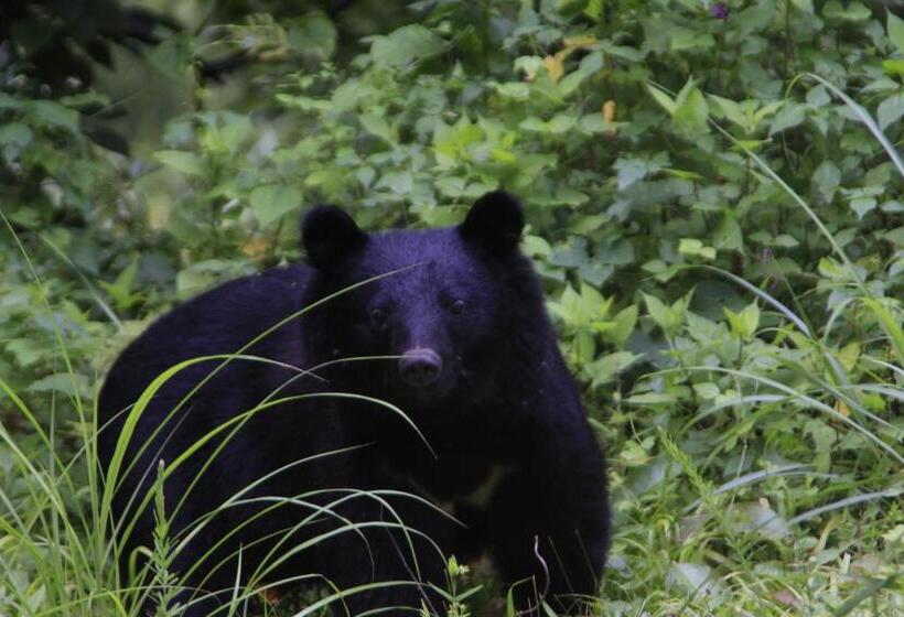 הוסטל Country Inn Mori No Gorilla