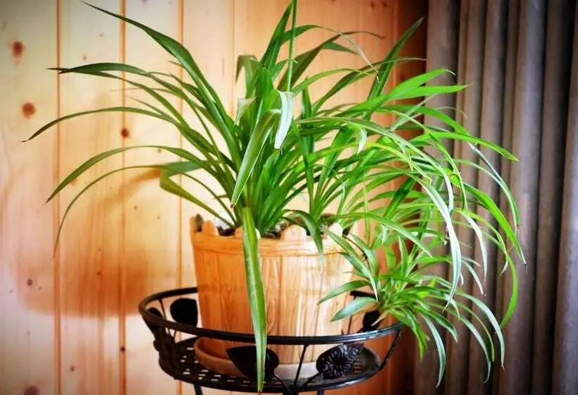 Majatalo Zhangjiajie One Step To Heaven Inn