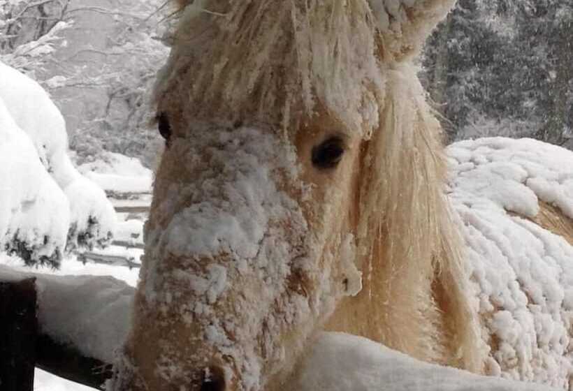 בית מלון כפרי Dosanko Mira Farm