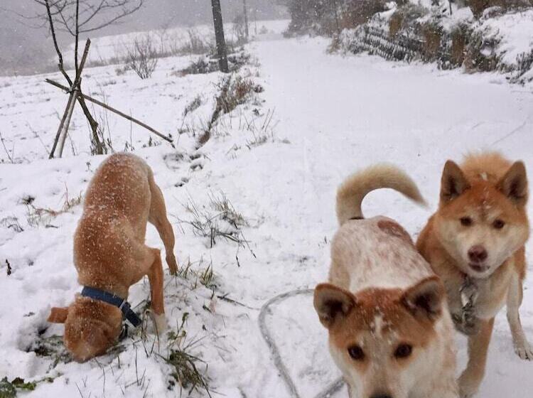 בית מלון כפרי Dosanko Mira Farm