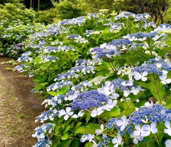 בית מלון כפרי Dosanko Mira Farm