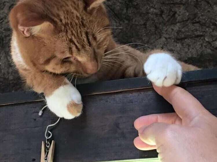 בית מלון כפרי Dosanko Mira Farm