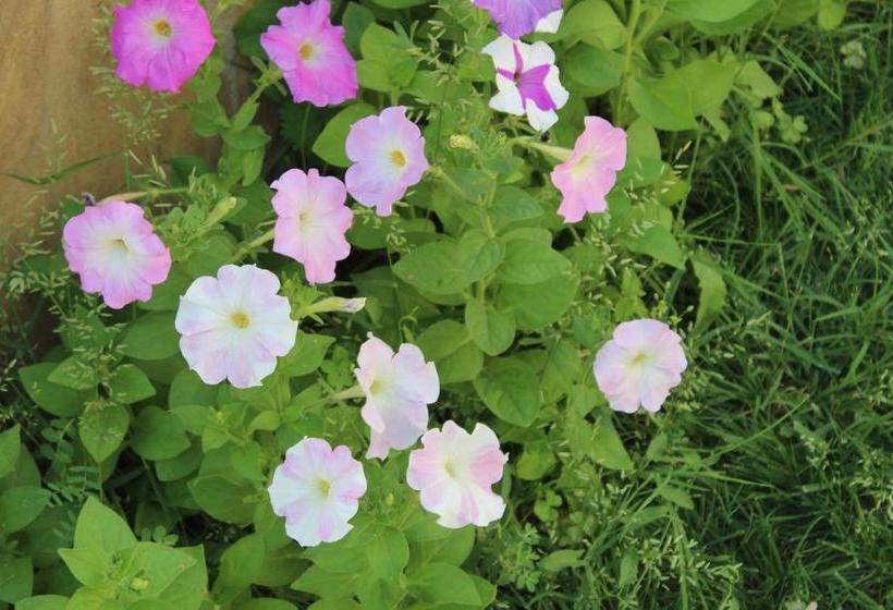 پانسیون Siana House