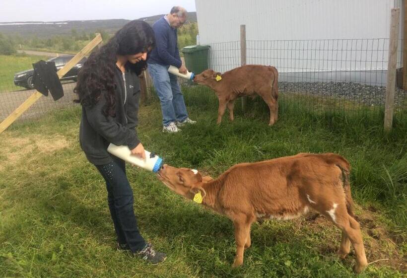 پانسیون Finnstaðir