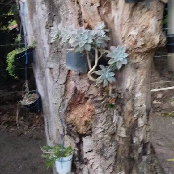 ペンション João De Barro Hospedagem