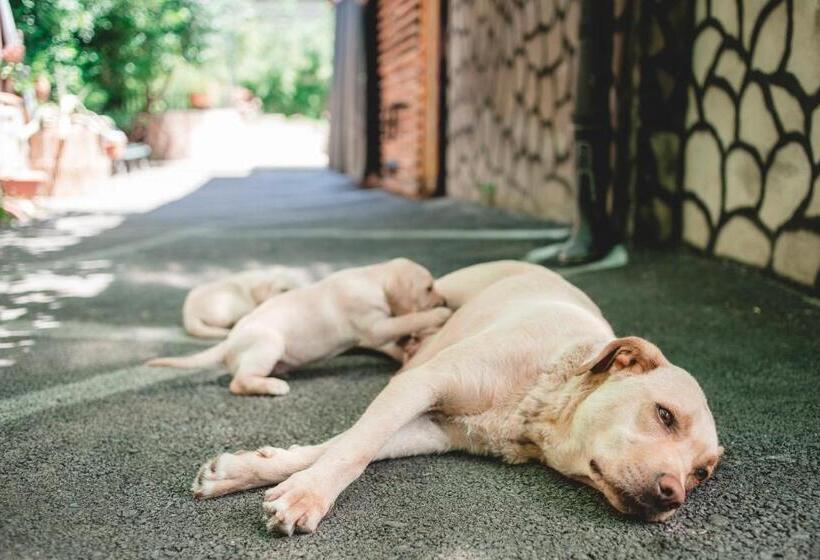 پانسیون Qilimcha S Guesthouse