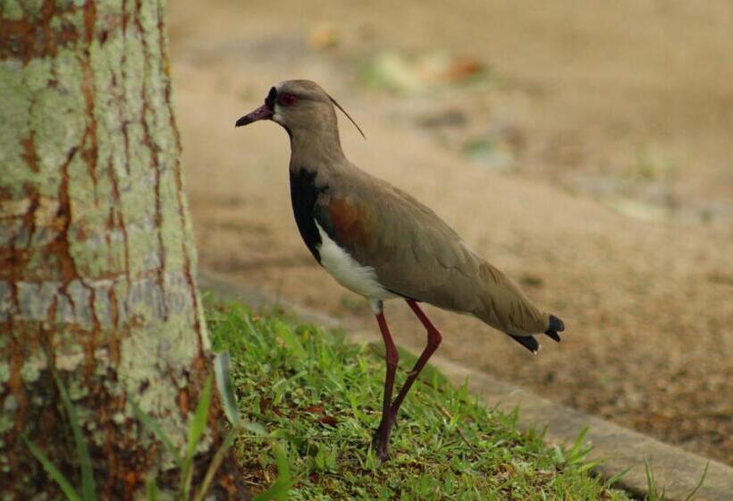 פנסיון Campestre El Triunfo