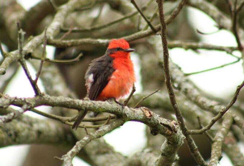 פנסיון Campestre El Triunfo