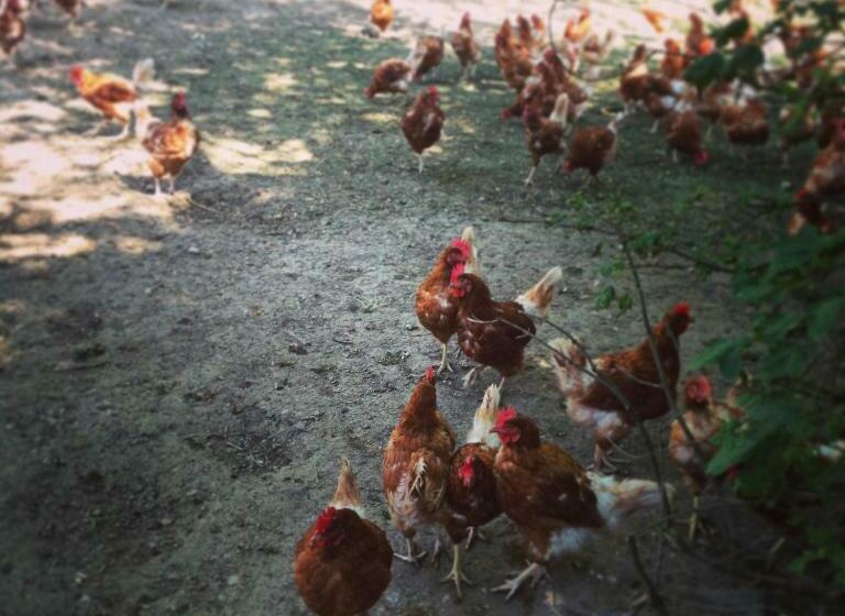 پانسیون La Ferme Du Lignon