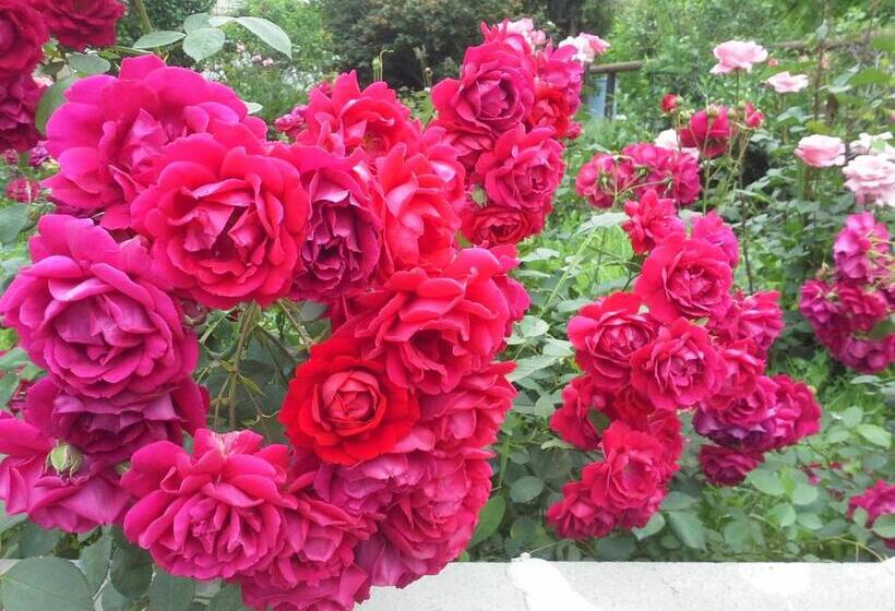 پانسیون Shushan Guest House