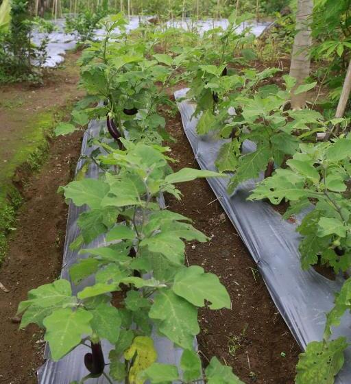 膳宿费 Bersila La Maison Du Bonheur