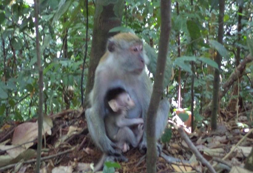 بنسيون Ida Guest House & Jungle Trekking