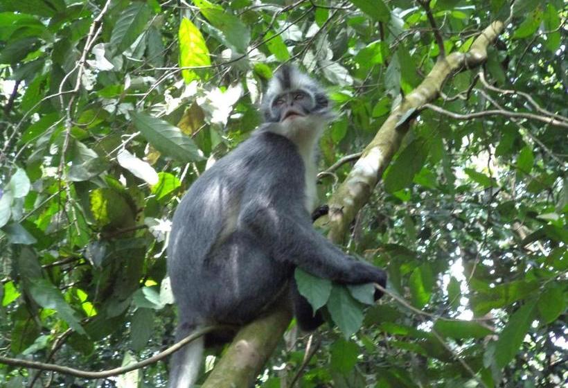 بنسيون Ida Guest House & Jungle Trekking