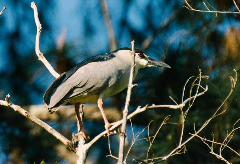 بنسيون Pousada Tucano Do Cuiabá
