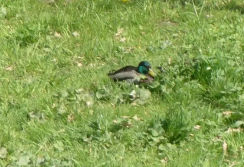 Majatalo S Restaurací Splávek