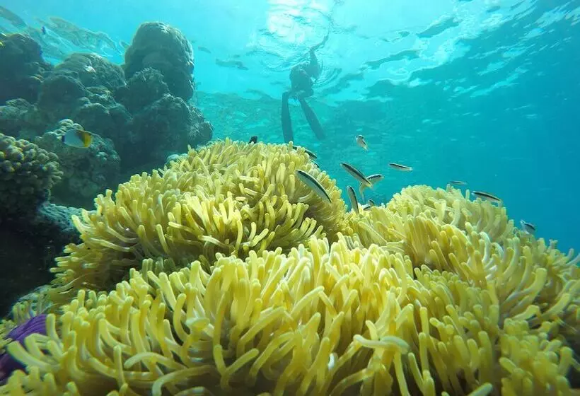 پانسیون Kaafu Inn Guraidhoo
