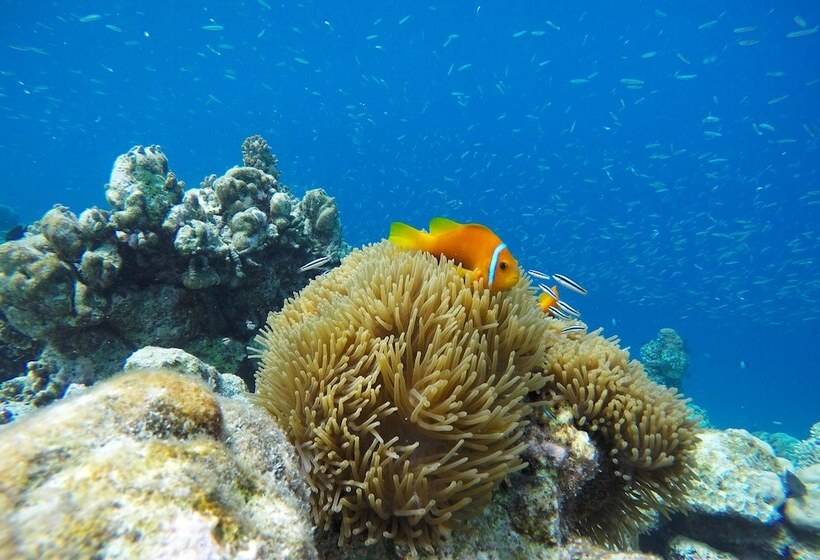 پانسیون Kaafu Inn Guraidhoo