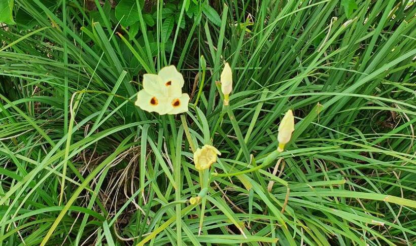 پانسیون Pousada Charle Brown