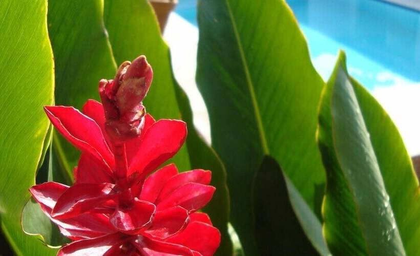 هاستل Pousada Manga Rosa Arraial