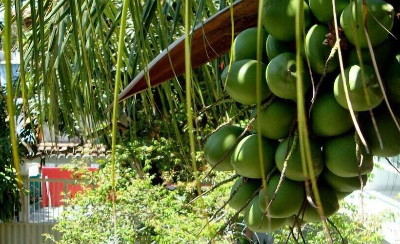 هاستل Pousada Manga Rosa Arraial