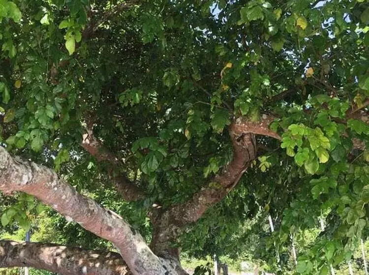 ユースホステル Wild Pasir Panjang