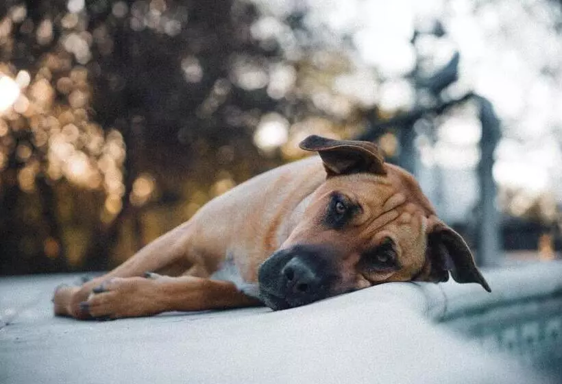 Retkeilymaja El Jarillal