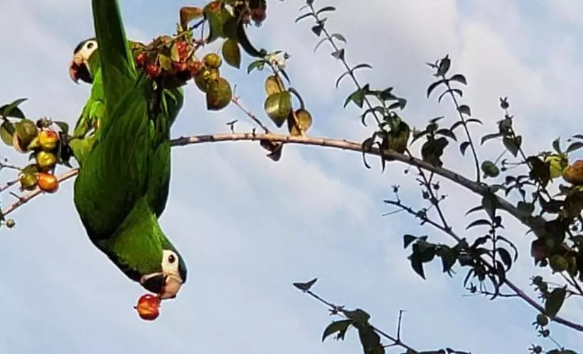 Majatalo Pousada Das Orquídeas