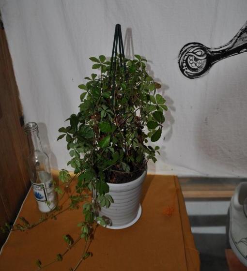 פנסיון Nikkorisou Backpackers Hostel