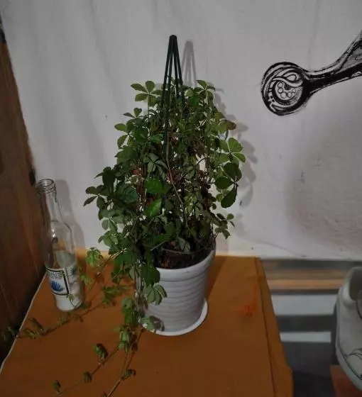 ペンション Nikkorisou Backpackers Hostel