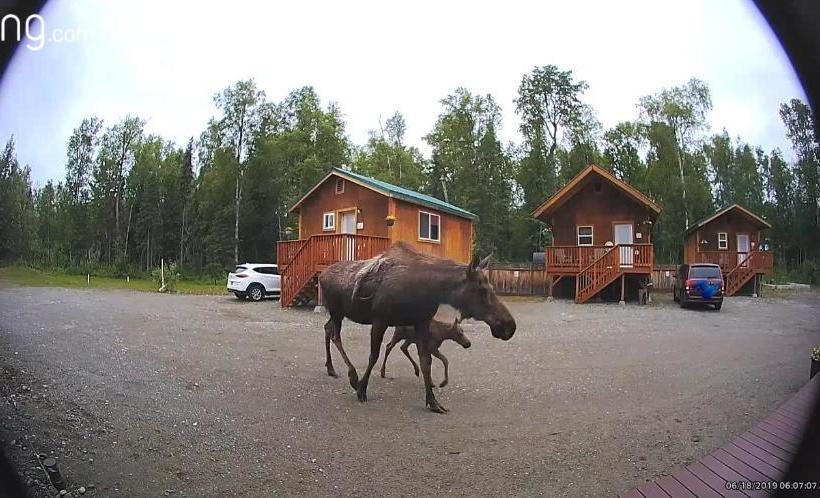 פנסיון Talkeetna Lovelee Cabins