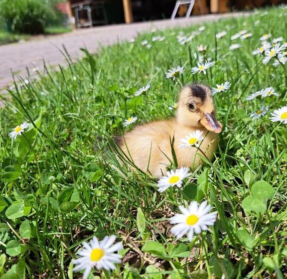 پانسیون Guest House Kveder