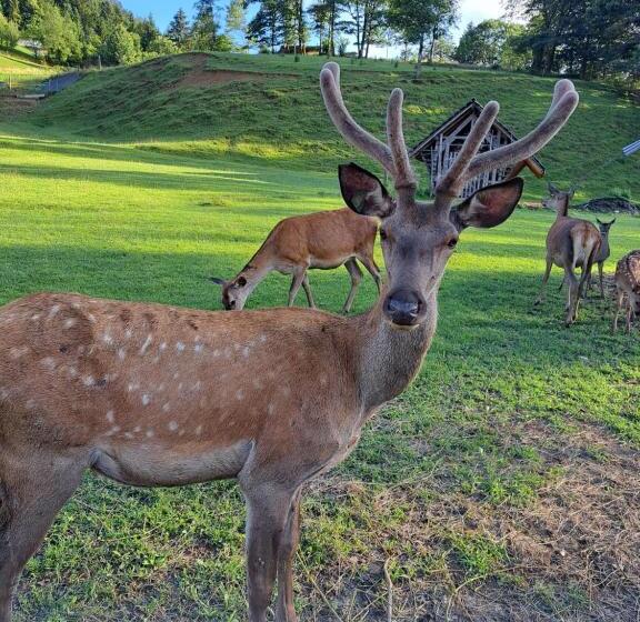 پانسیون Guest House Kveder