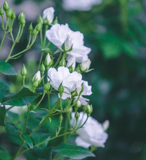 بنسيون Abiento Guesthouse