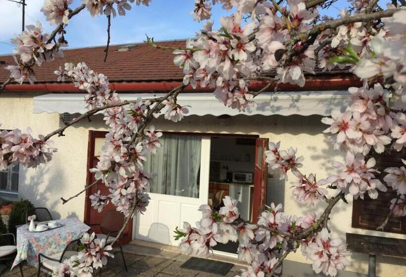 بنسيون Mandula Ház