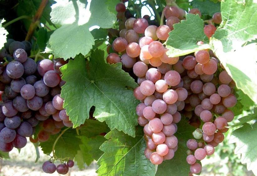 ペンション Kolpingsfamilie Poysdorf