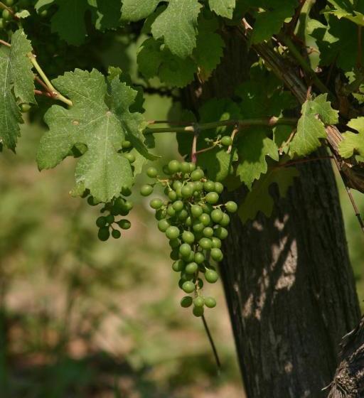 ペンション Kolpingsfamilie Poysdorf