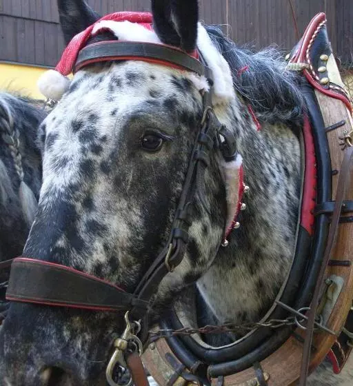 Pension & Reitstall Inghofer