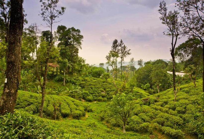 ペンション Ashburnham Tea Estate