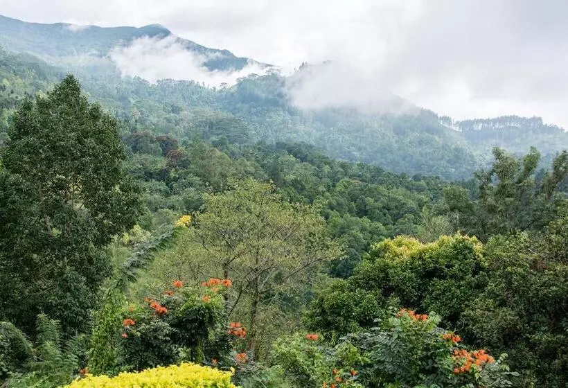 Majatalo Ashburnham Tea Estate