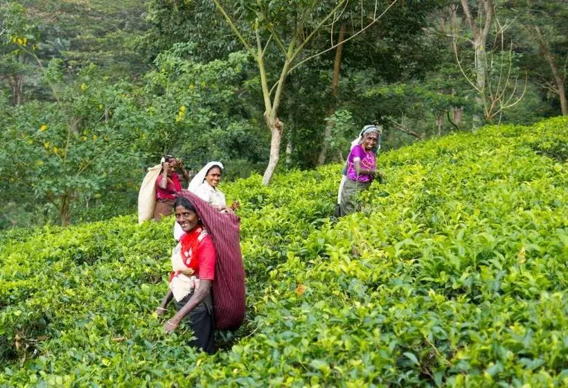Majatalo Ashburnham Tea Estate